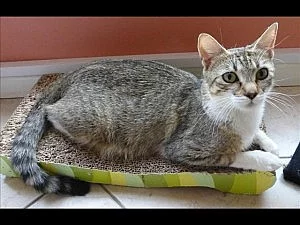 12 Old Tabby Kittens